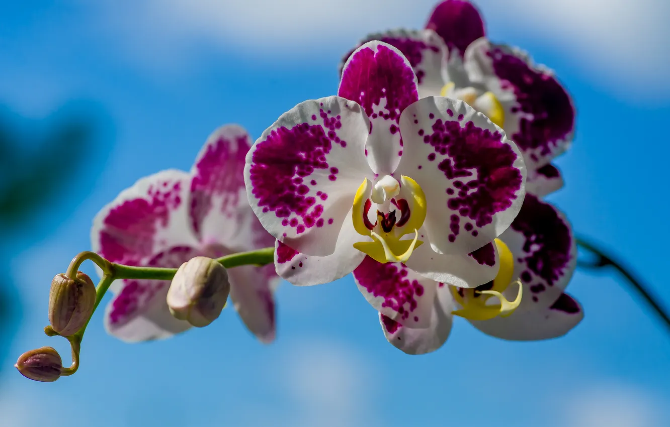 Photo wallpaper macro, flowers, nature, Orchid