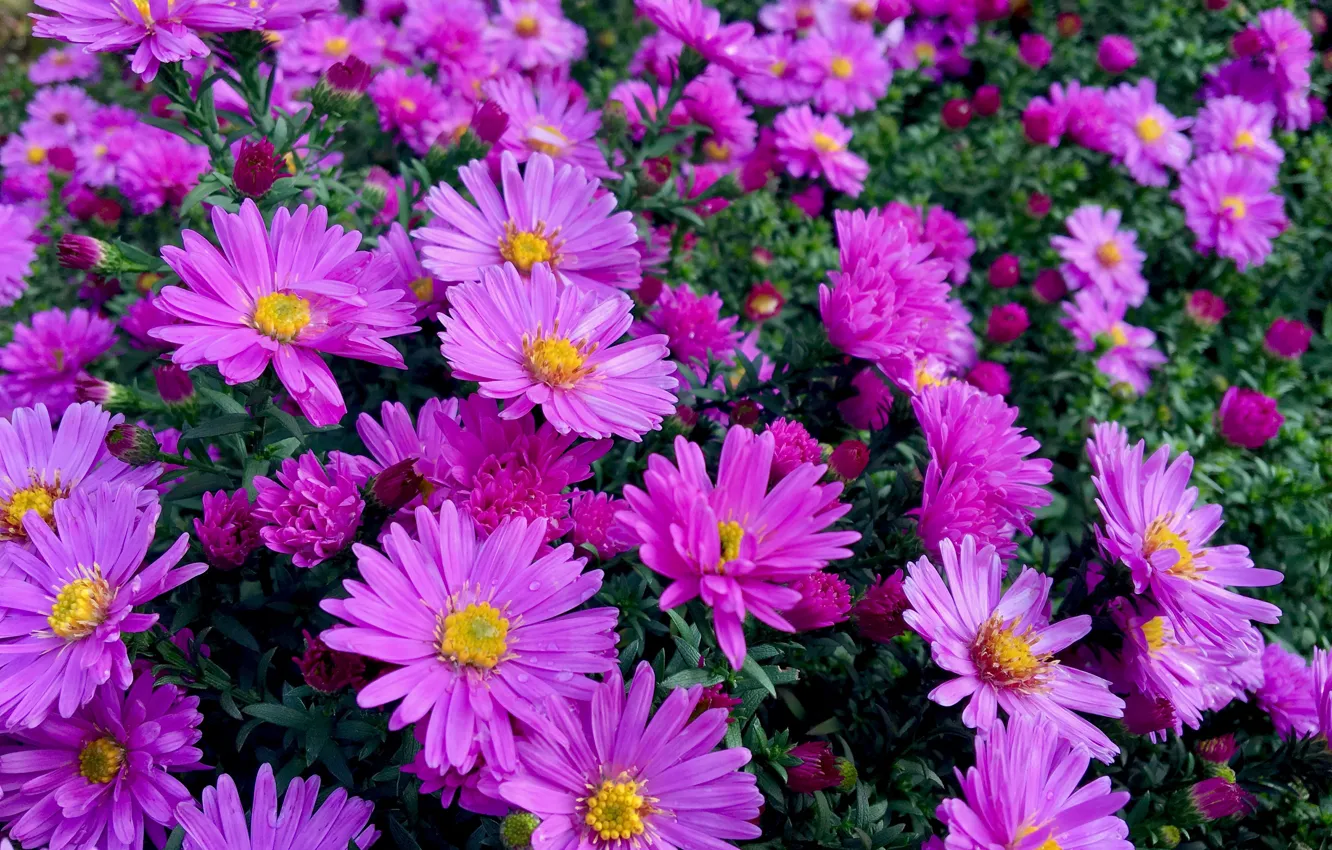 Photo wallpaper flowers, pink, flowerbed, the bushes, a lot, asters