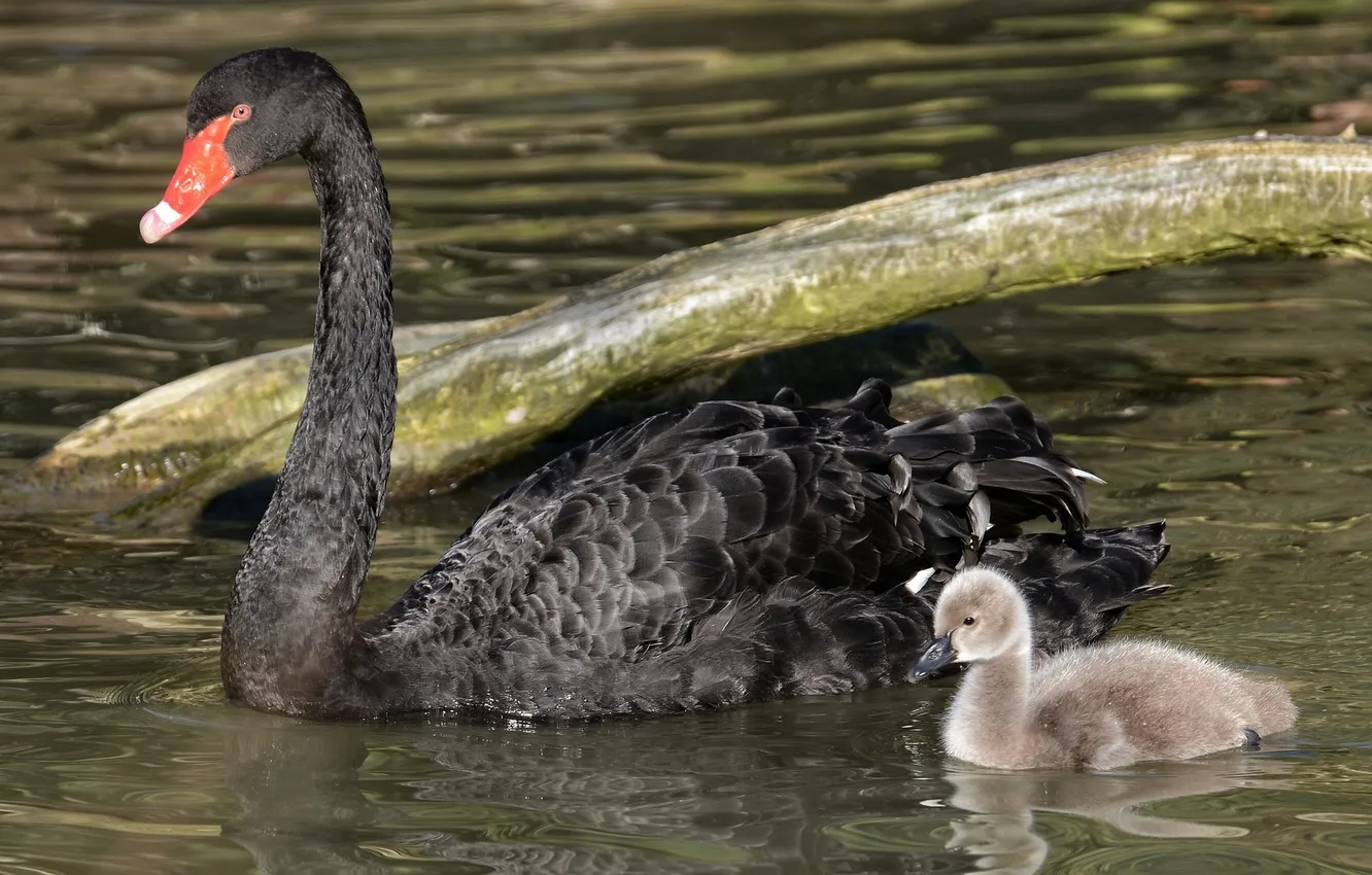 Photo wallpaper water, baby, family, pair, mom, Chicks, the Lebeda, Black Swan