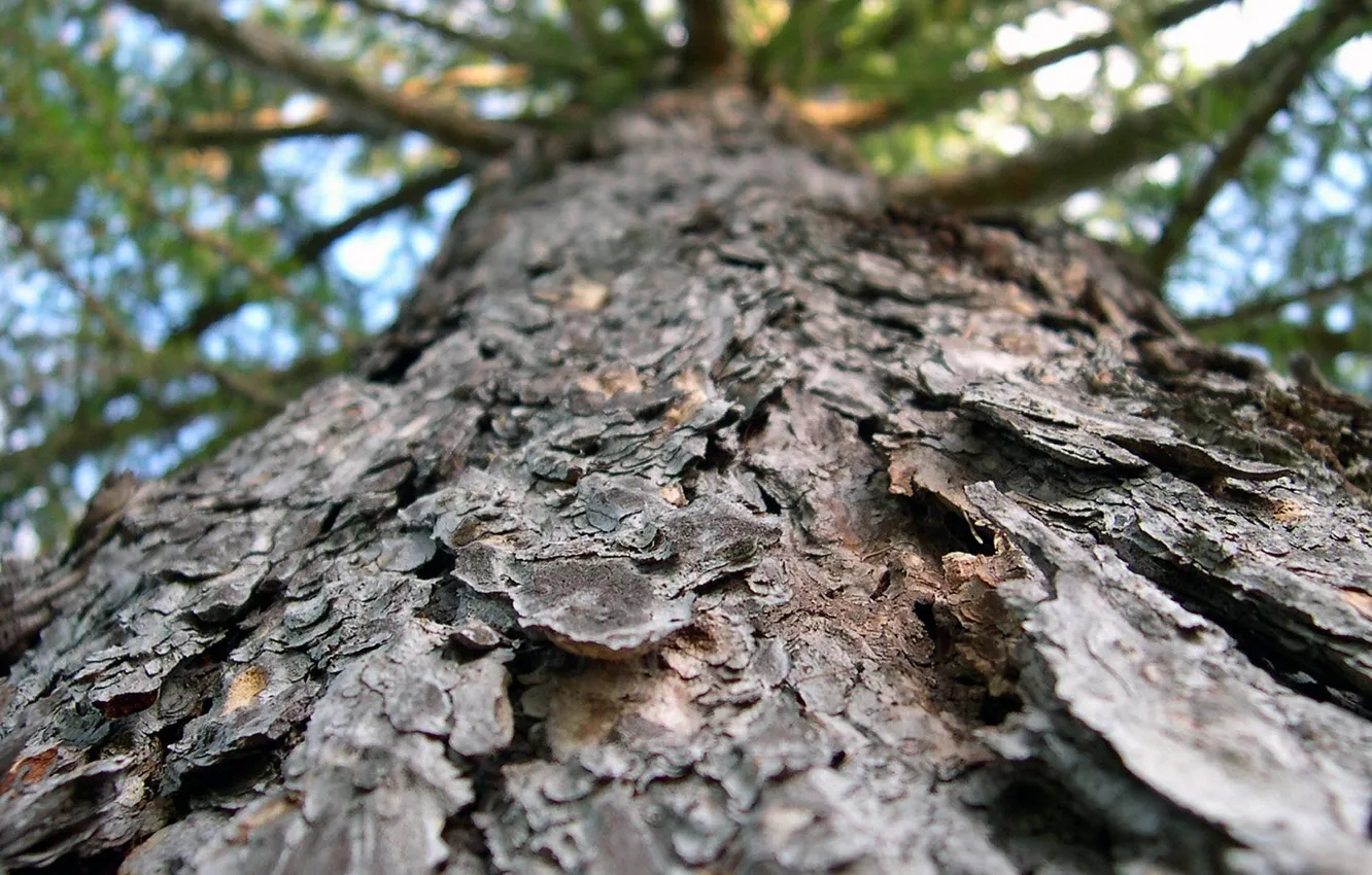 Photo wallpaper macro, branches, tree, trunk, bark