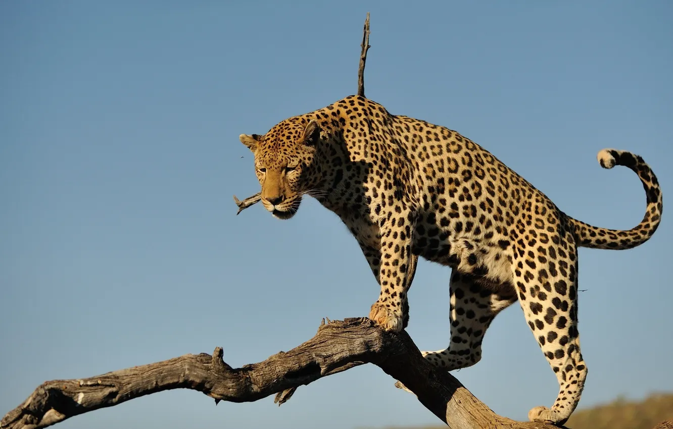 Photo wallpaper the sky, predator, leopard, log, wild cat