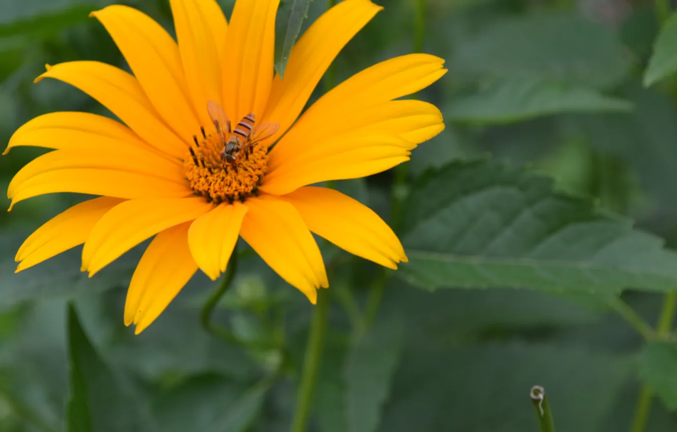 Photo wallpaper summer, flowers, orange, green, Lily