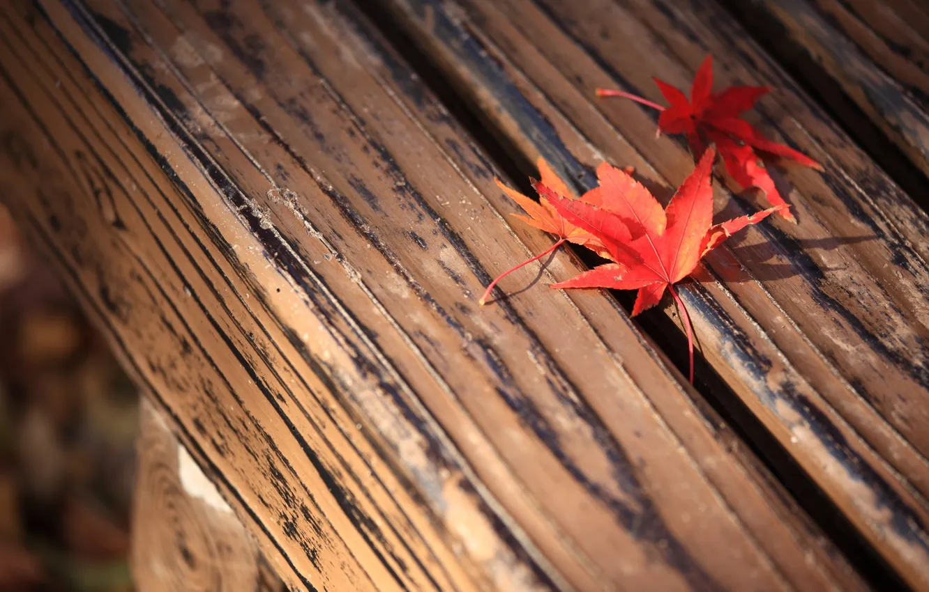 Photo wallpaper leaves, macro, background