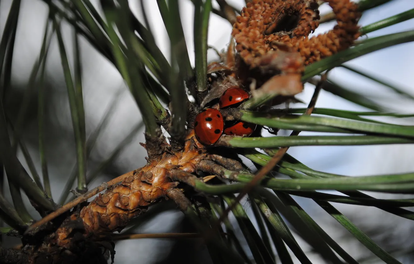 Photo wallpaper macro, insect, ladybugs
