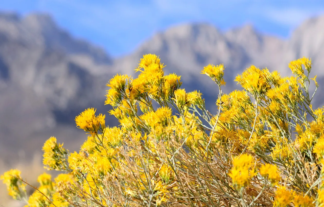Photo wallpaper the sky, flowers, mountains, plant