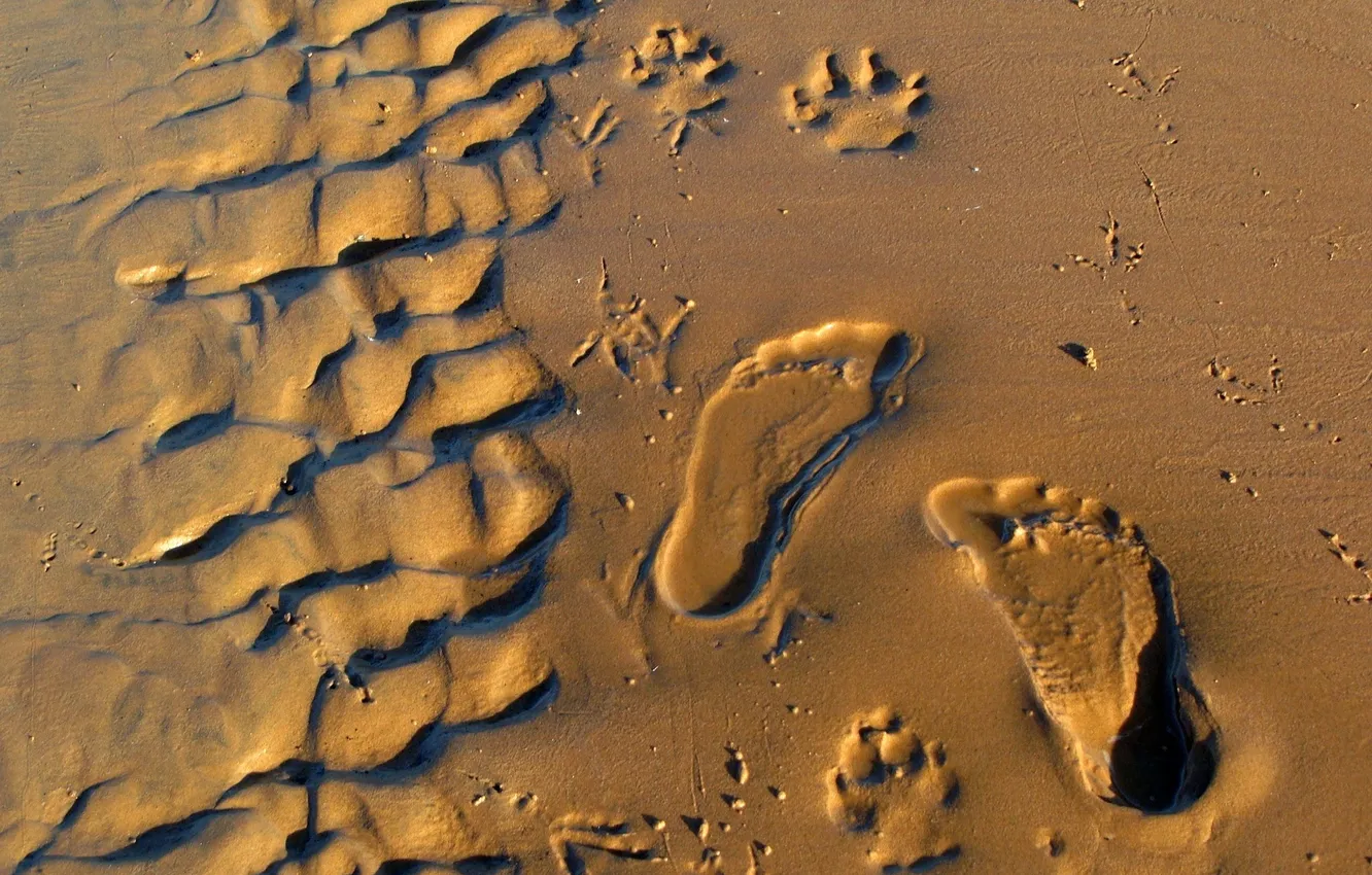 Photo wallpaper sand, beach, traces