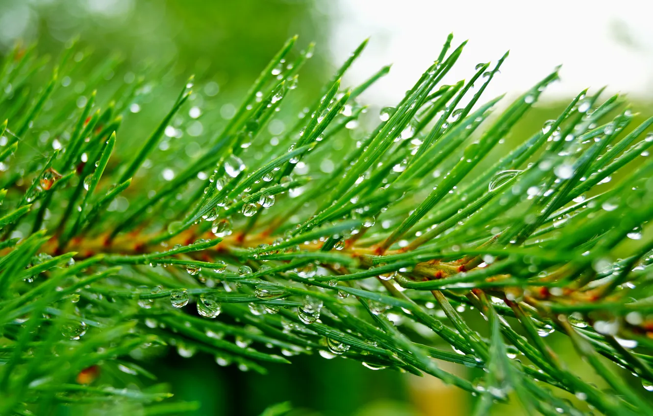 Photo wallpaper drops, needles, branches, green, rain, pine