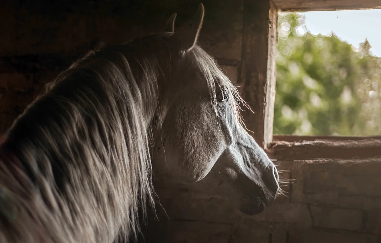 Photo wallpaper background, horse, window