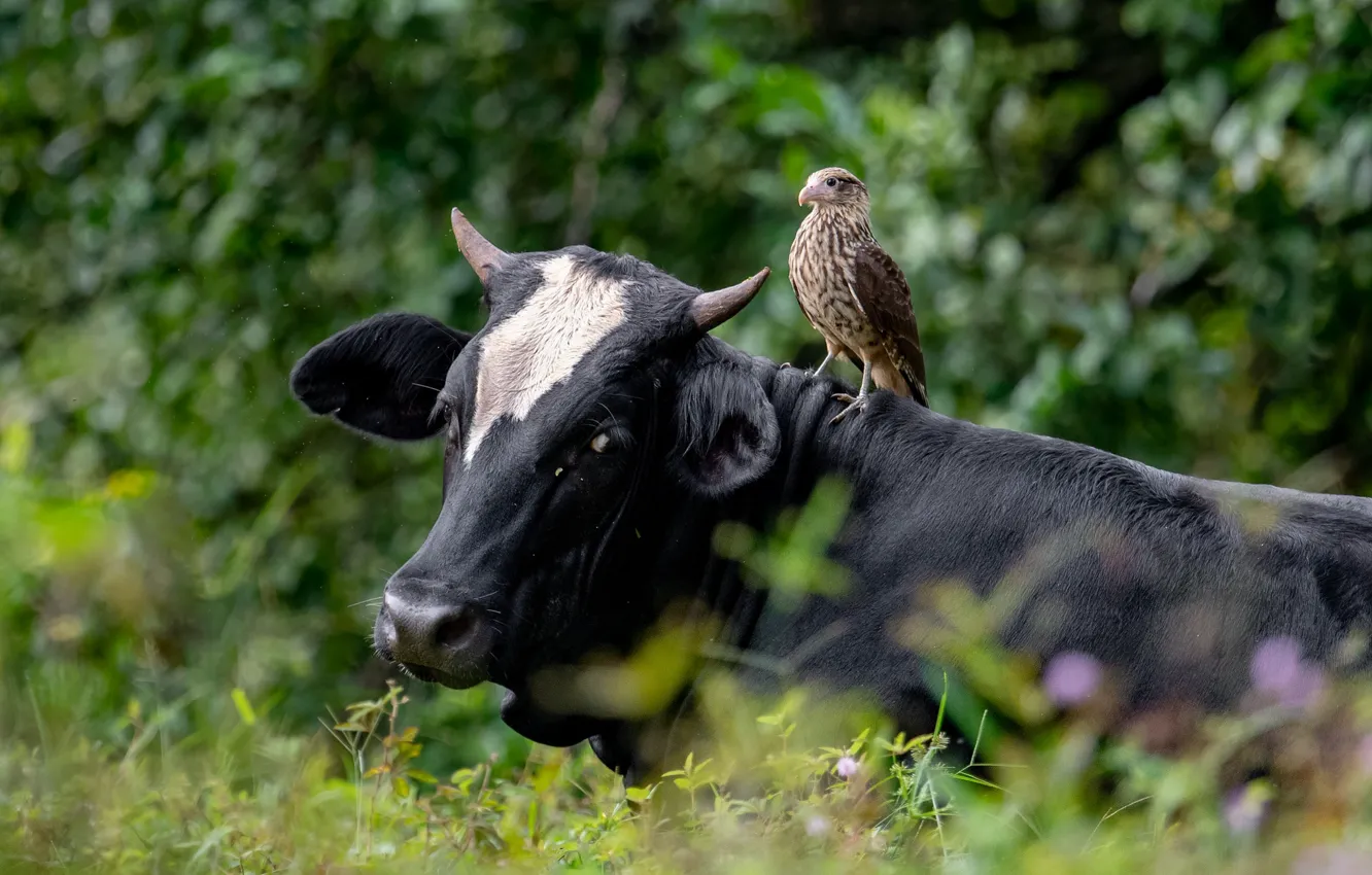 Photo wallpaper grass, bird, cows, hawk