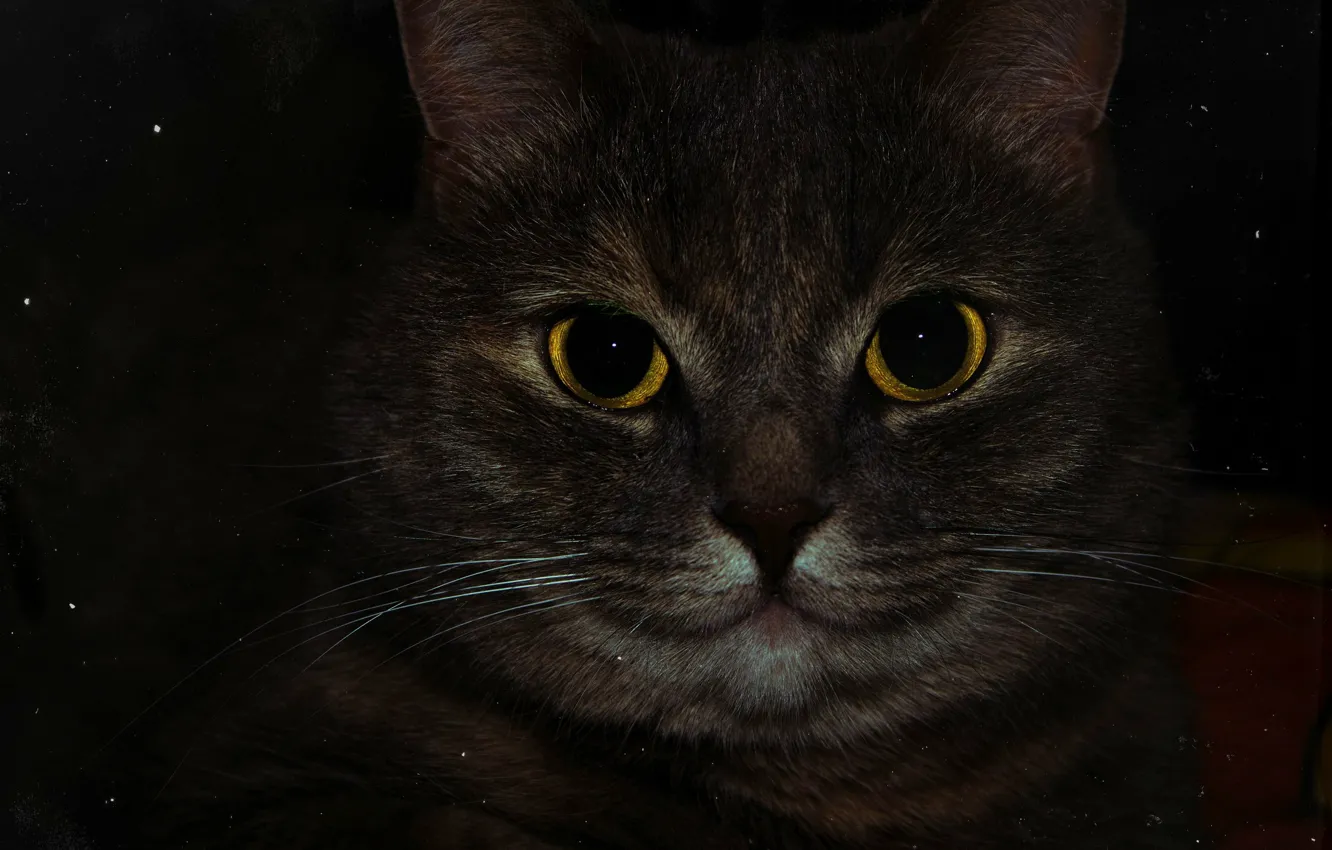 Photo wallpaper cat, eyes, macro, yellow