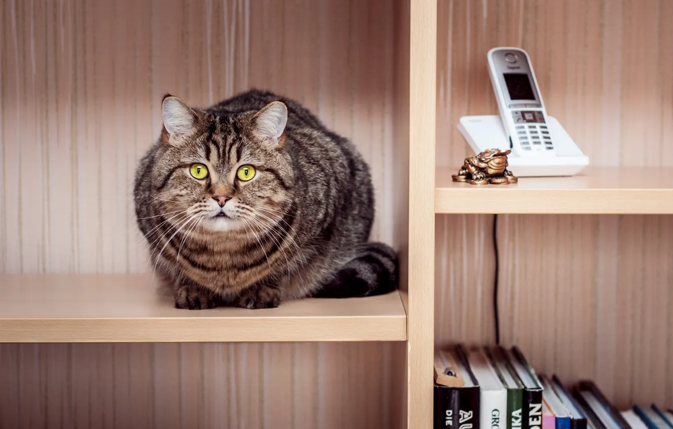 Photo wallpaper cat, cat, book, phone, wardrobe, sitting, striped, shelves