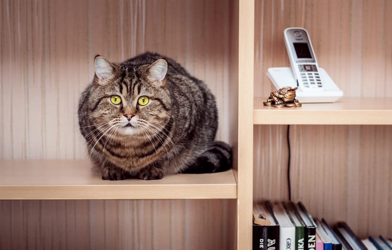 Photo wallpaper cat, cat, books, phone, wardrobe, sitting, striped, shelves