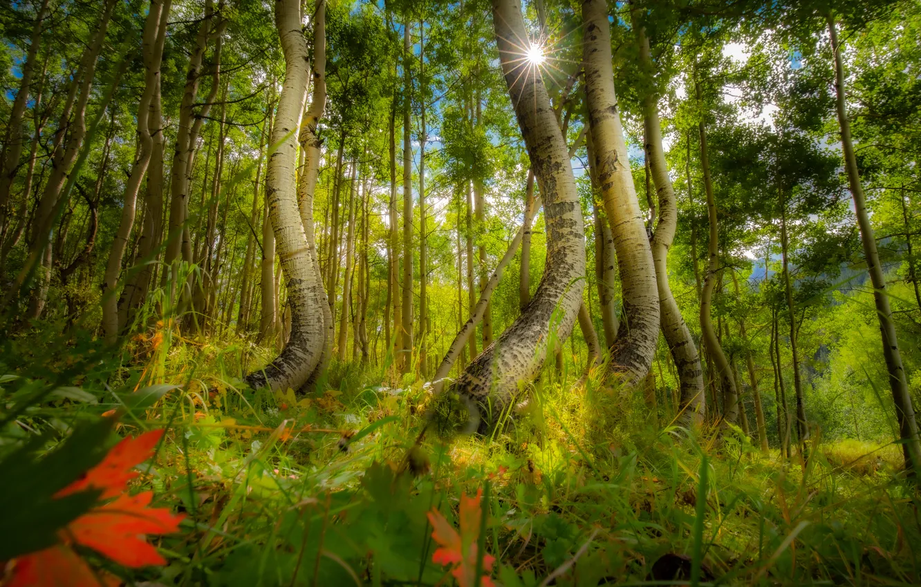 Photo wallpaper autumn, forest, trees, foliage, trunk, curved, aspen