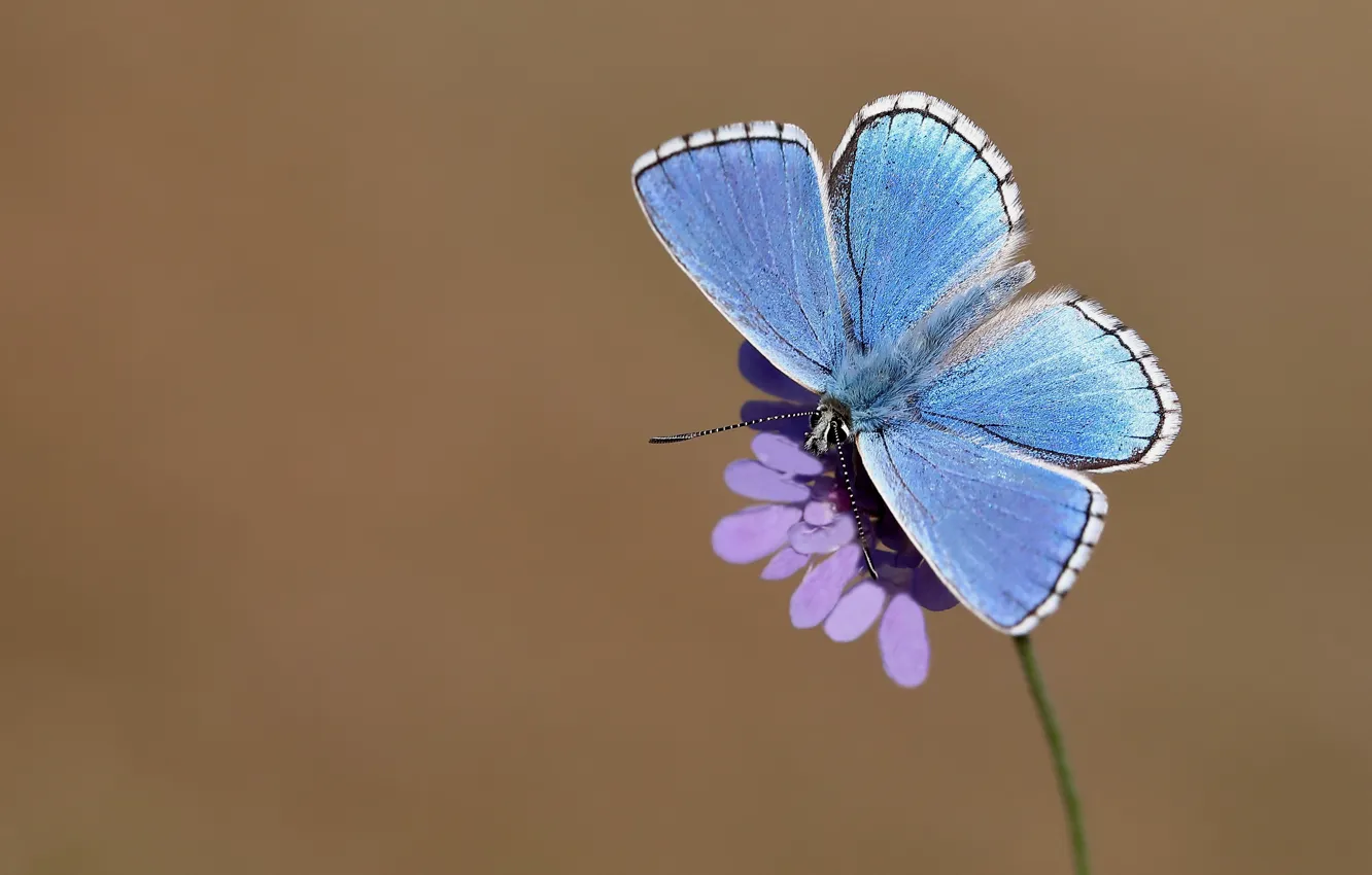 Photo wallpaper flower, macro, background, butterfly, insect, wings, blue
