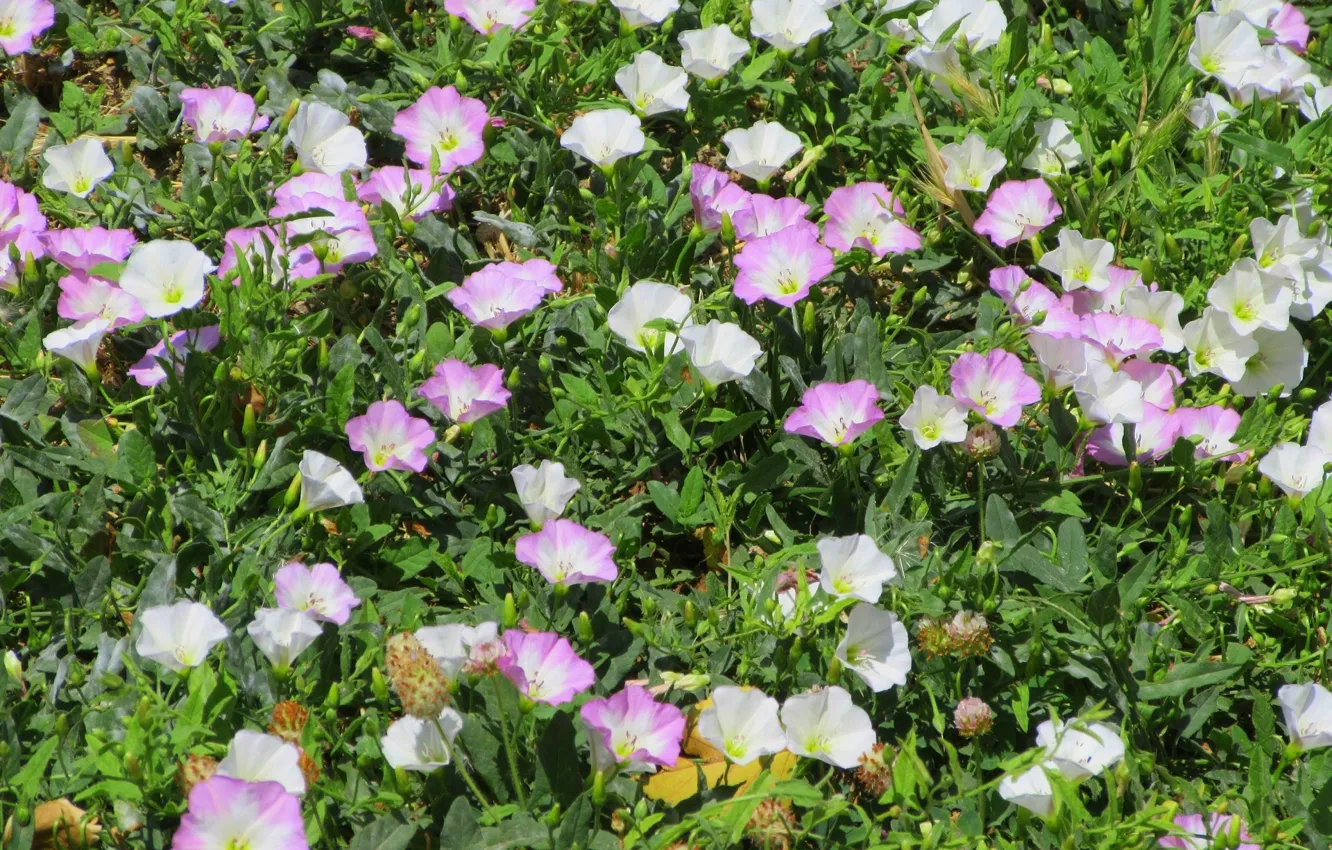 Photo wallpaper Meduzanol ©, Summer 2018, field bindweed