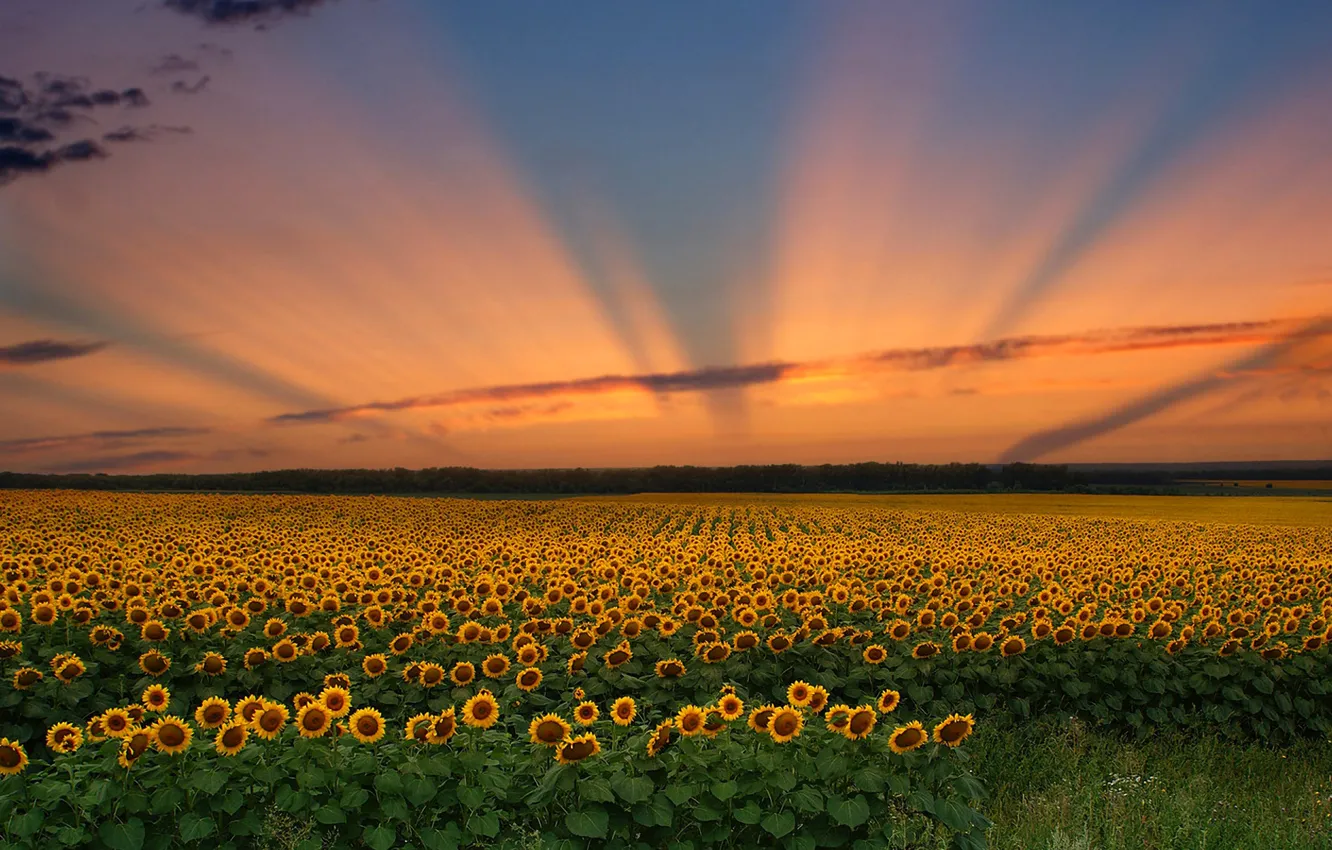 Photo wallpaper field, the sky, clouds, sunset, flowers, sunflower