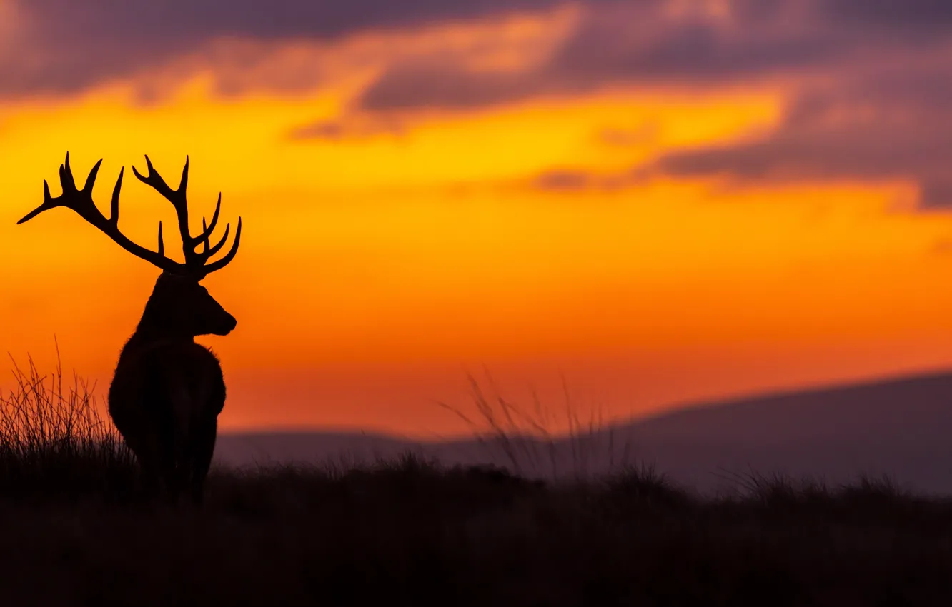 Photo wallpaper sunset, beauty, the evening, deer