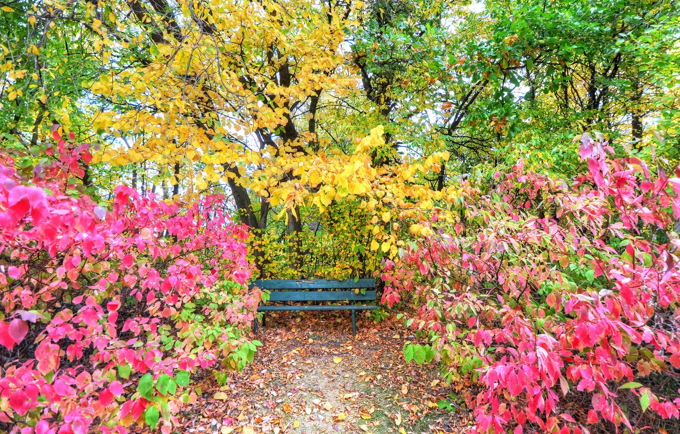 Photo wallpaper autumn, leaves, trees, Park, garden, the bushes