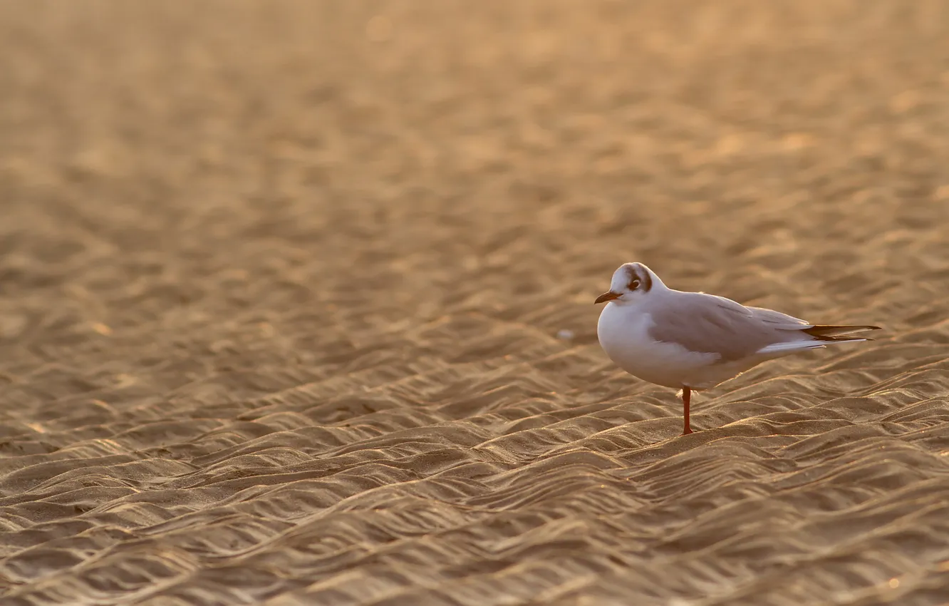 Photo wallpaper sand, bird, Seagull