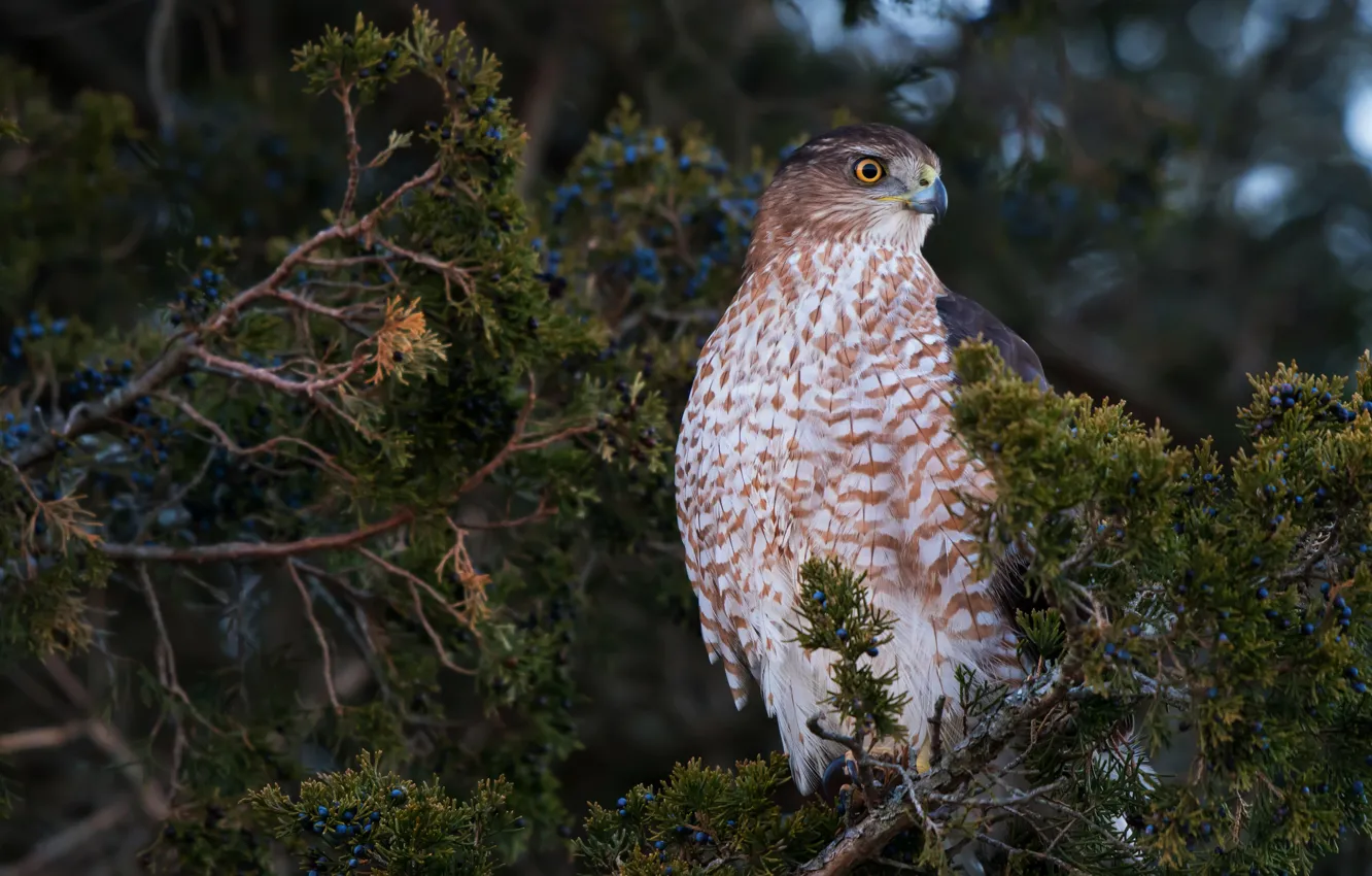 Photo wallpaper look, branches, nature, background, bird, fruit, needles, hawk