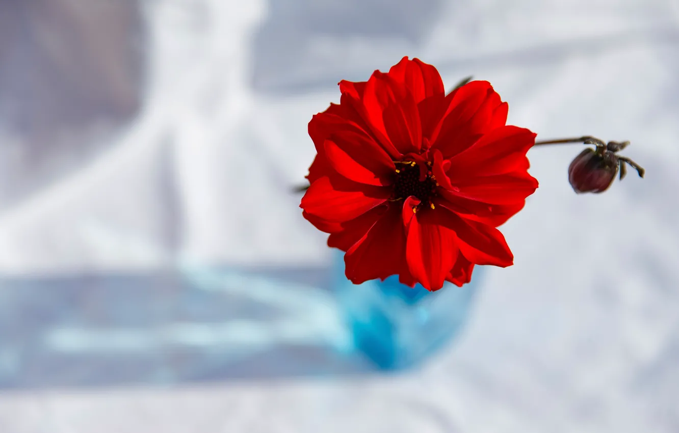 Photo wallpaper flowers, background, Red Dahlia
