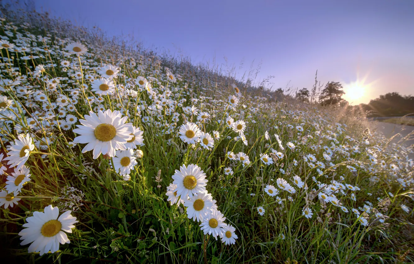 Photo wallpaper field, summer, chamomile