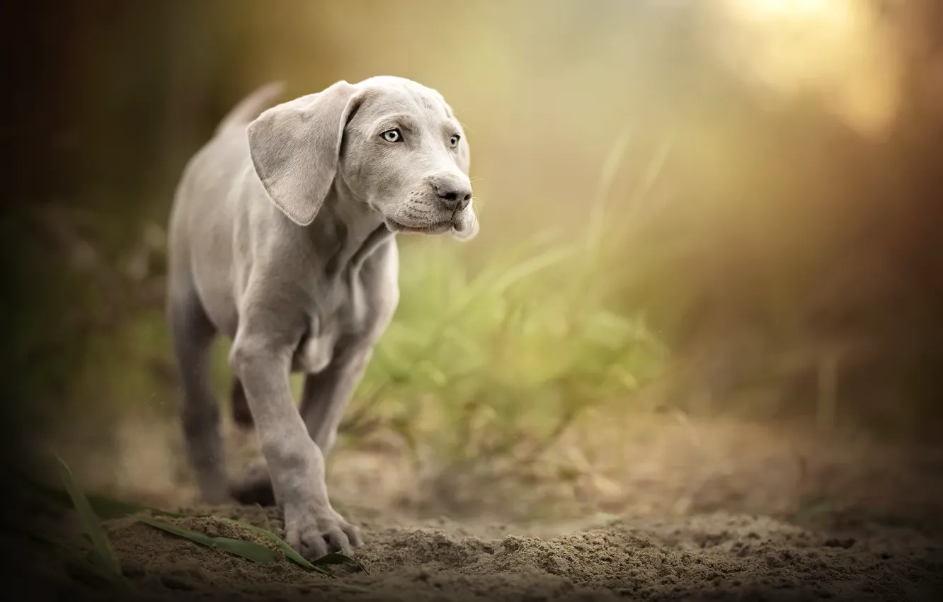 Photo wallpaper nature, each, dog