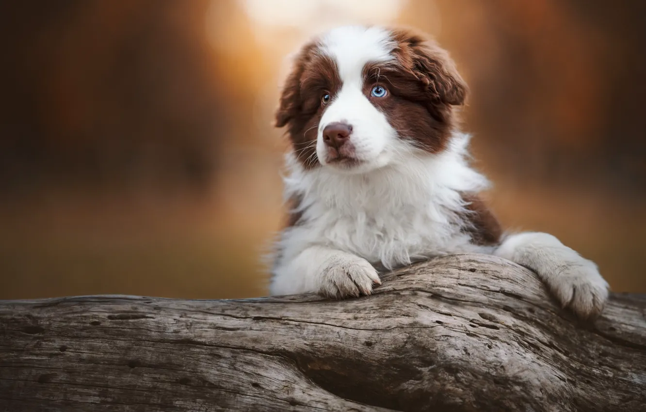 Photo wallpaper look, face, nature, pose, portrait, dog, paws, puppy