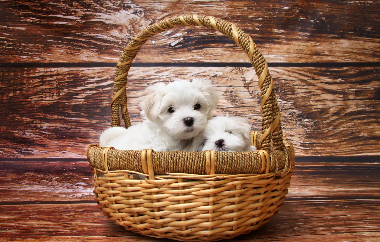 Photo wallpaper dogs, puppies, kids, basket, faces