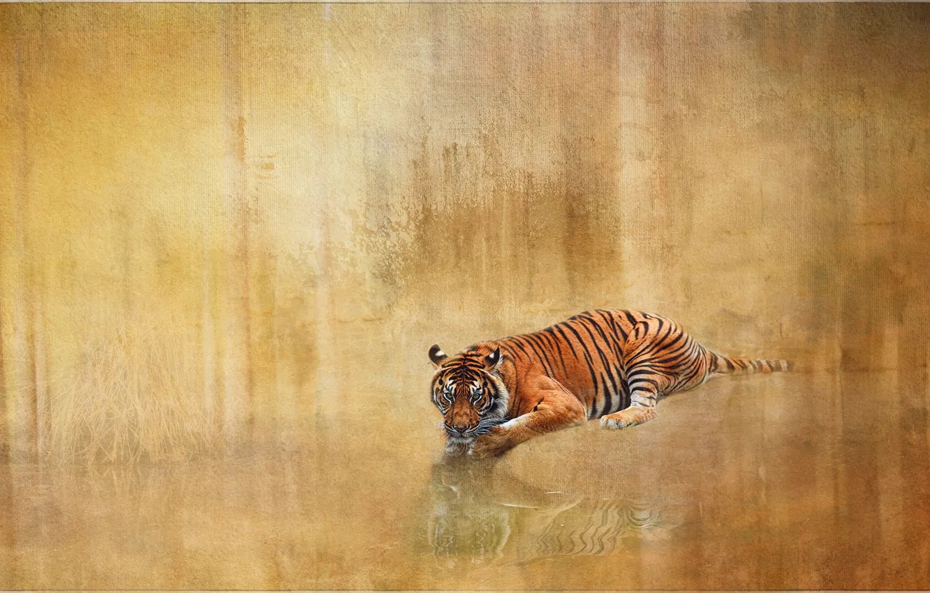 Photo wallpaper tiger, reflection, background, texture, wild cat