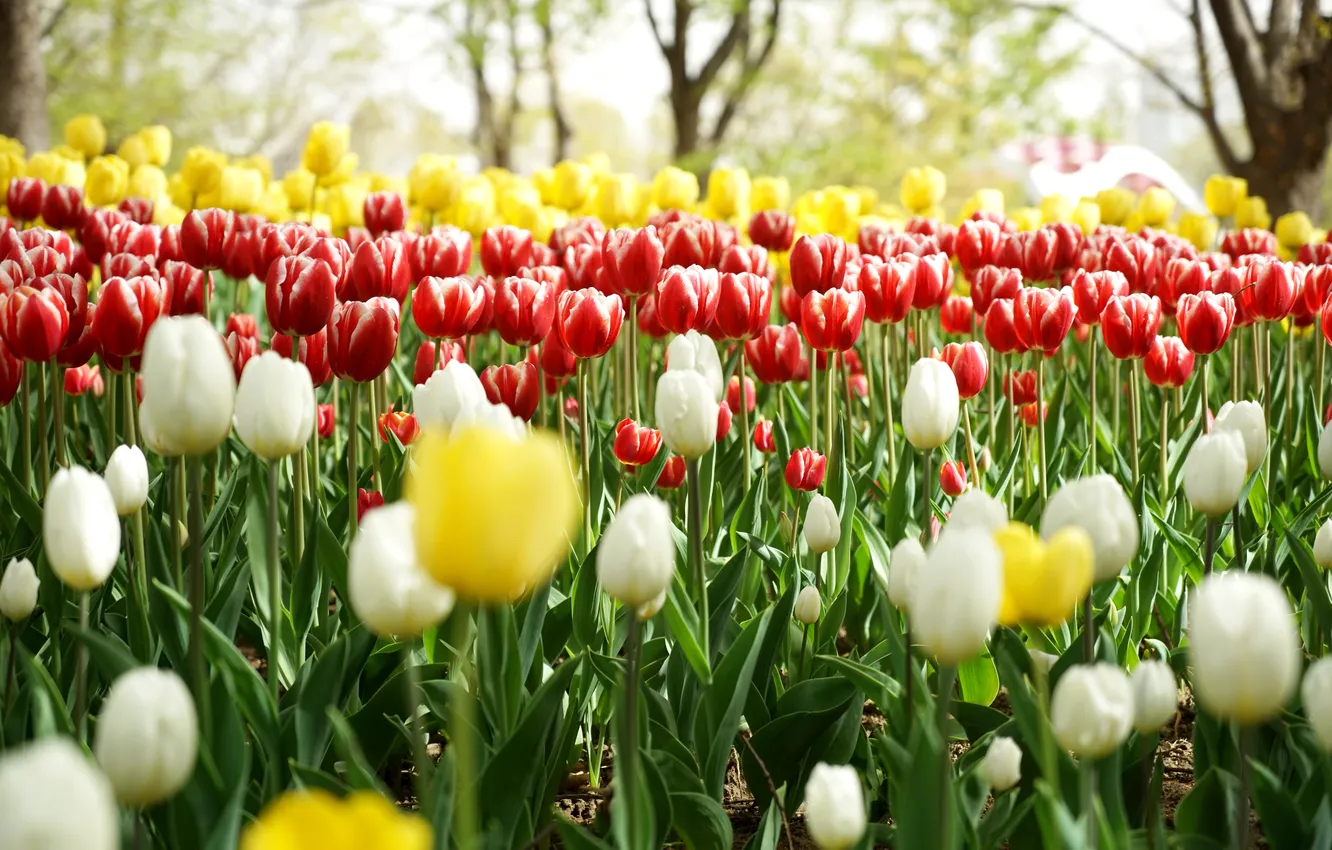 Photo wallpaper flowers, branches, yellow, red, Park, spring, garden, tulips