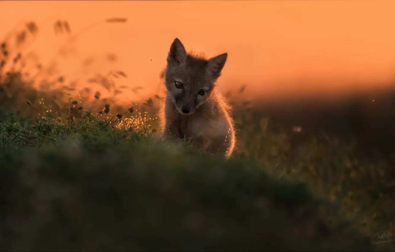 Photo wallpaper grass, animal, wolf, predator, baby, bokeh, the cub, young