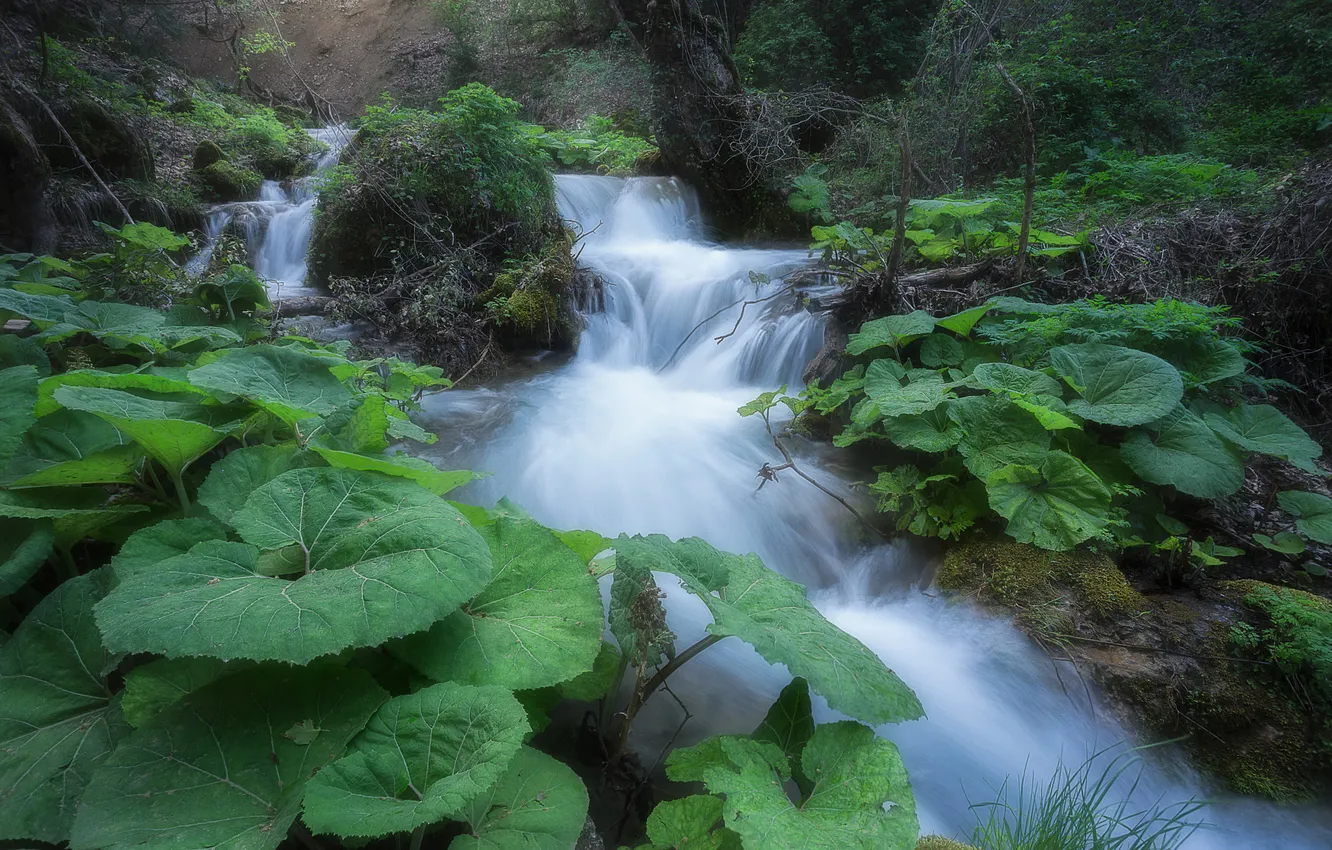 Photo wallpaper greens, leaves, nature, rocks, thickets, shore, for, foliage
