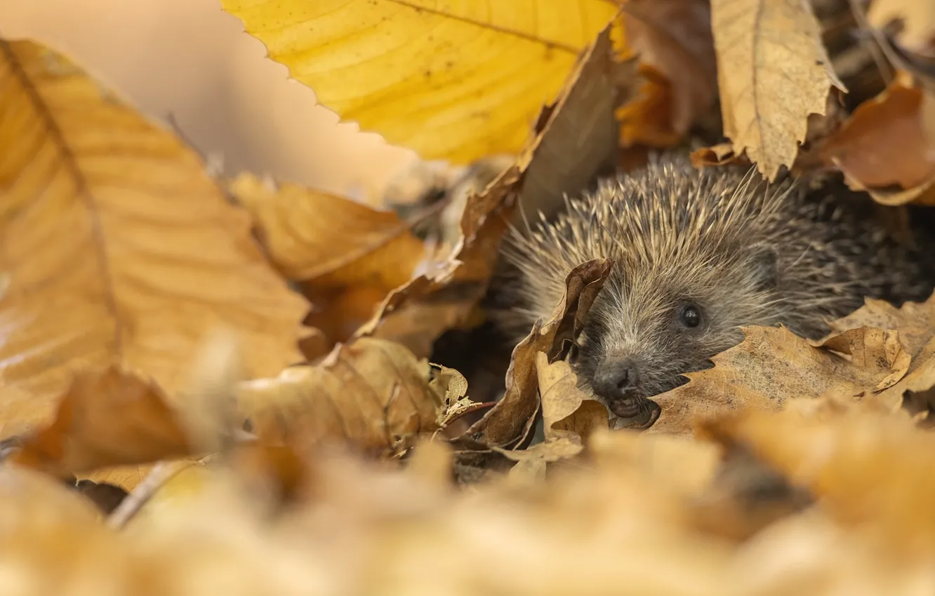 Photo wallpaper autumn, look, nature, foliage, muzzle, hedgehog, Peeps, hedgehog