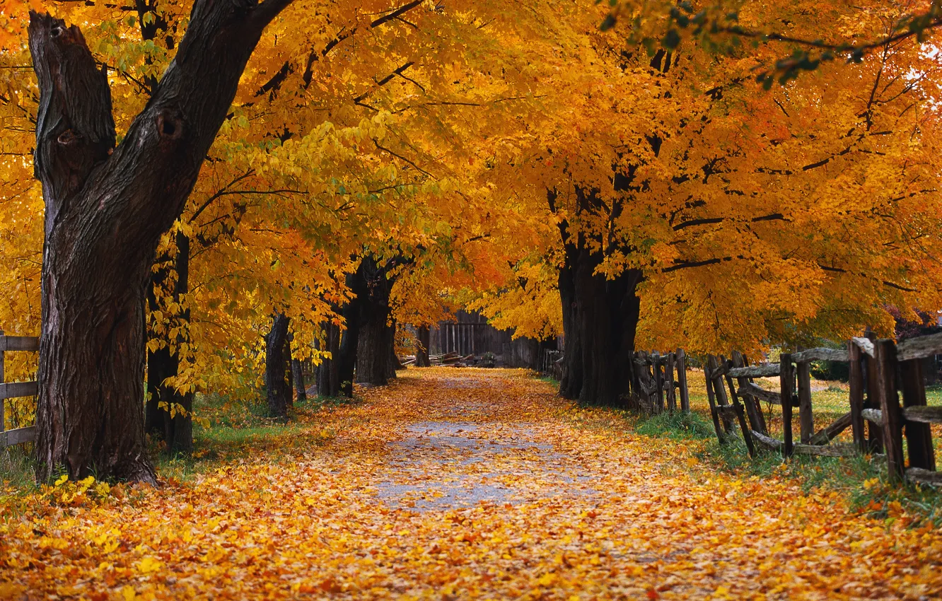 Photo wallpaper Autumn, Nature, Canada, road, Landscape, Tree, windows xp, Autumn
