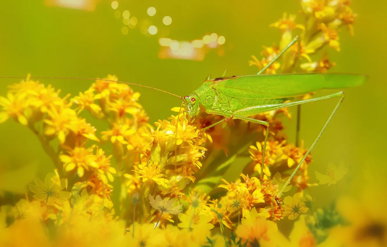 Photo wallpaper summer, macro, flowers, yellow, green, background, yellow, insect