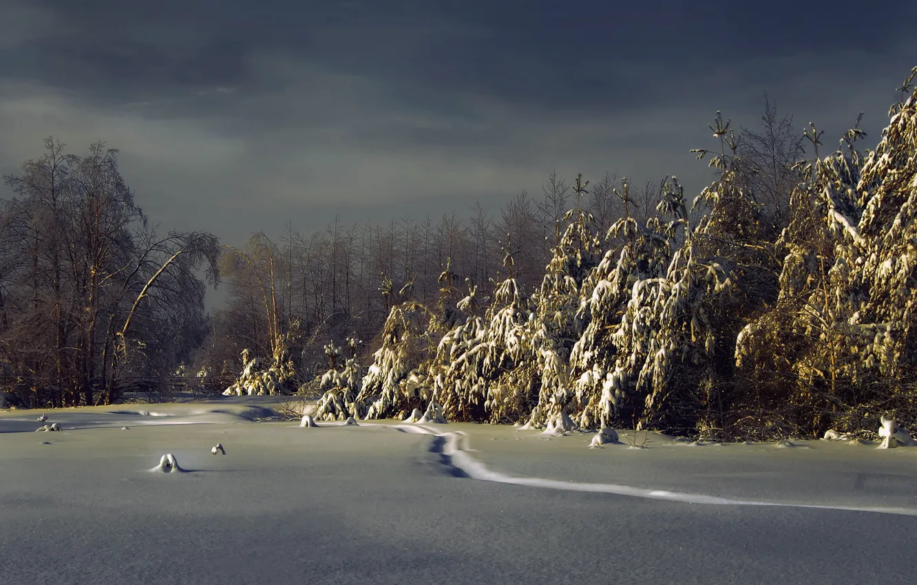 Photo wallpaper winter, forest, snow, night, ate