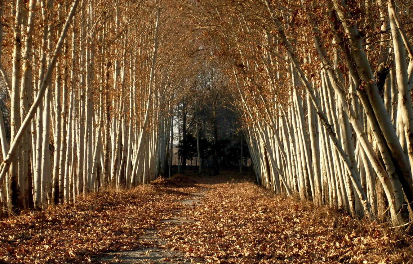 Photo wallpaper autumn, alley, birch