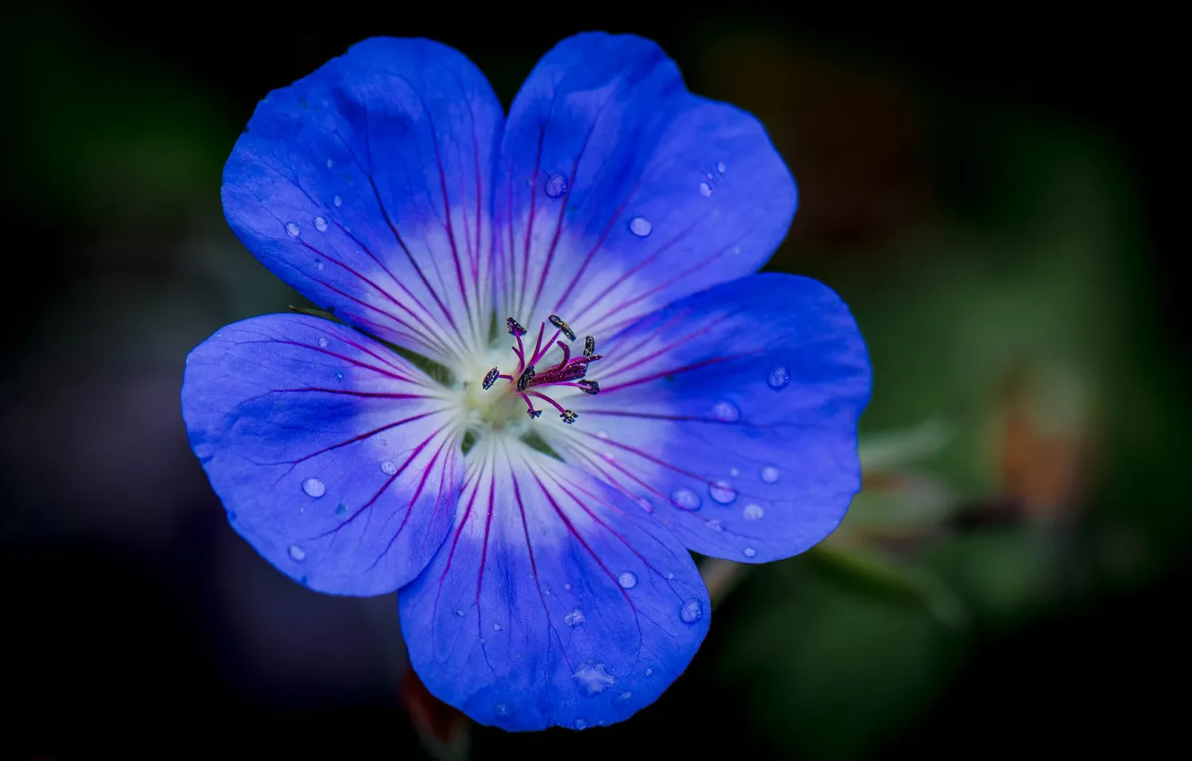 Photo wallpaper water, drops, flowers, Rosa, petals