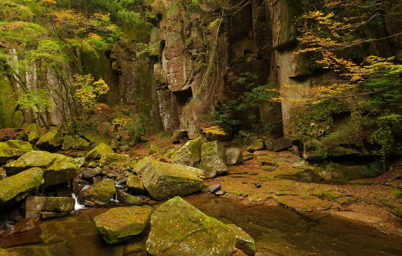 Photo wallpaper forest, stream, stones, rocks