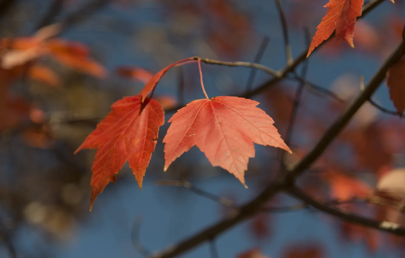 Photo wallpaper autumn, the sky, leaves, branches