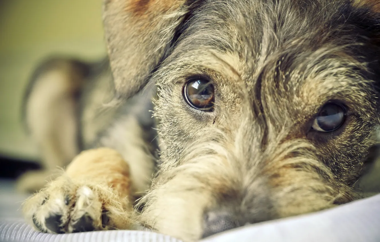 Photo wallpaper look, each, dog