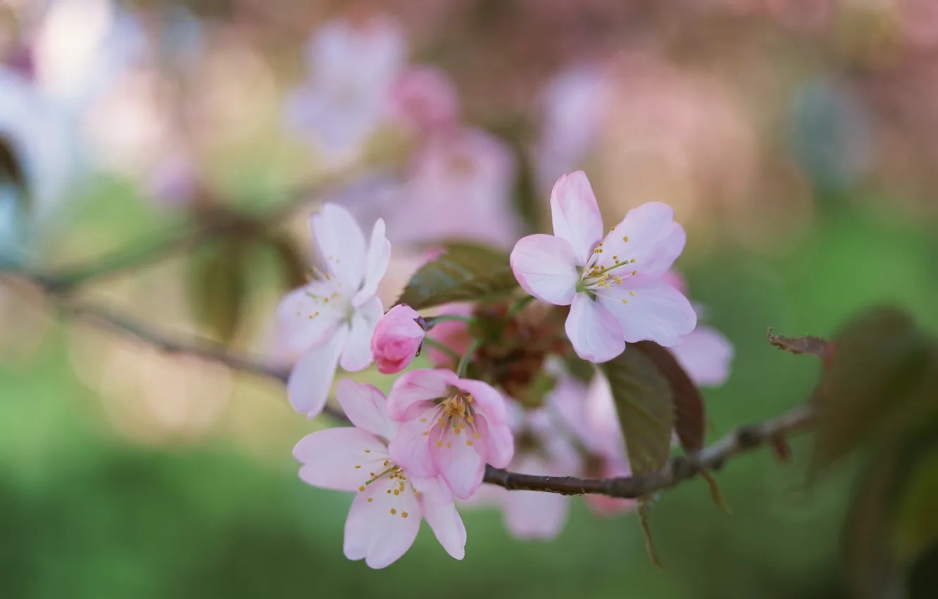 Photo wallpaper greens, leaves, branches, spring, Apple, flowering