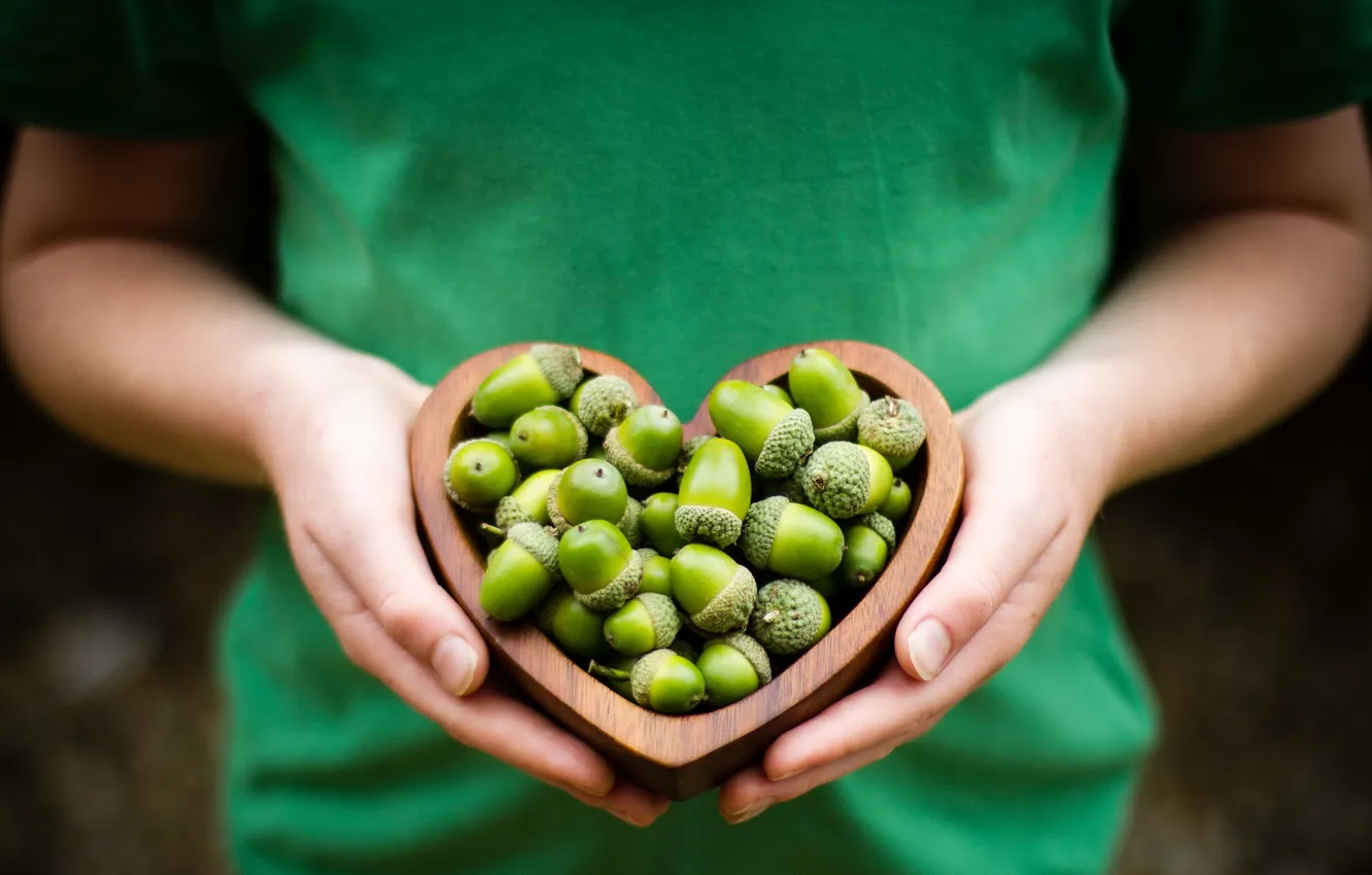 Photo wallpaper background, hands, acorns