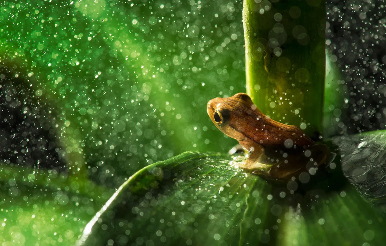 Photo wallpaper drops, sheet, bokeh, tree frog