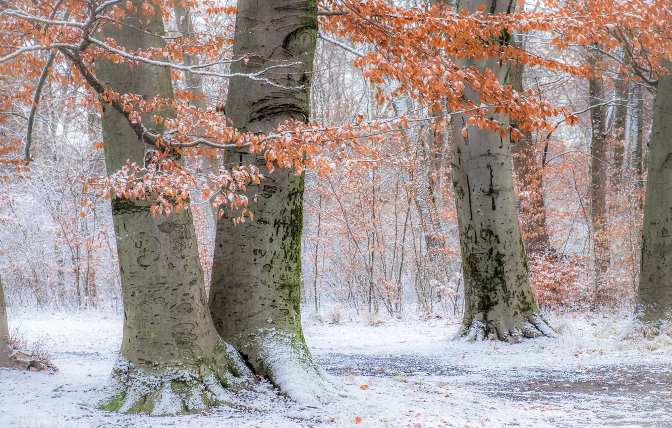 Photo wallpaper autumn, snow, trees, Park, Germany, Munich, Bayern, Germany