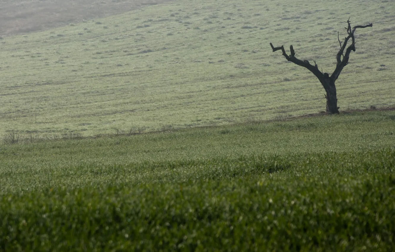 Photo wallpaper green, field, tree, countryside scene