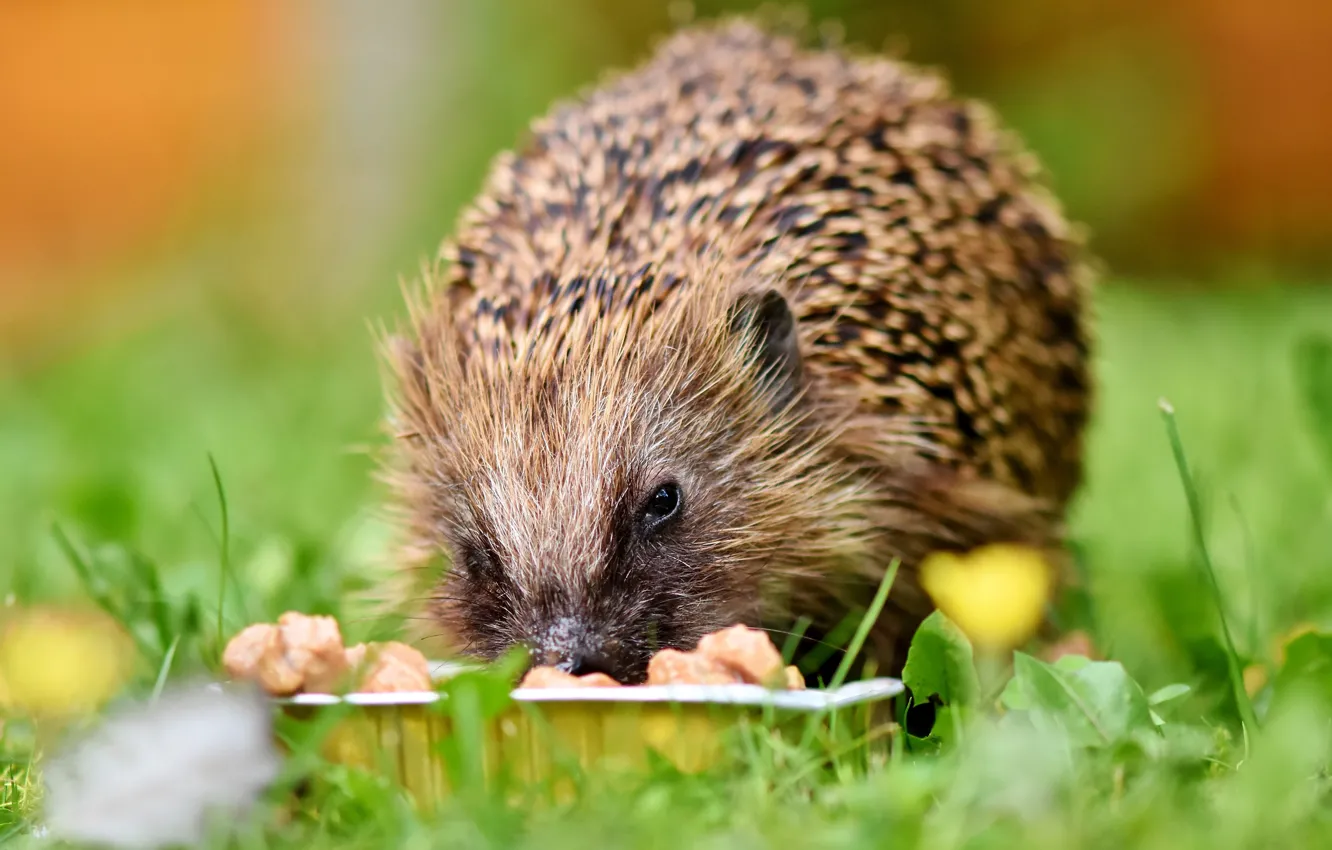 Photo wallpaper grass, container, hedgehog, lunch, feed, hedgehog
