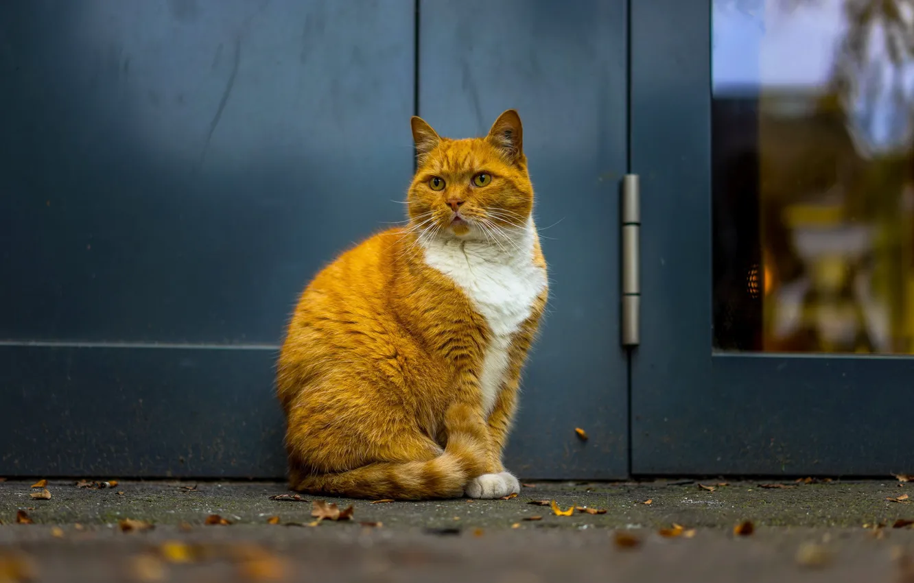 Photo wallpaper cat, house, the door