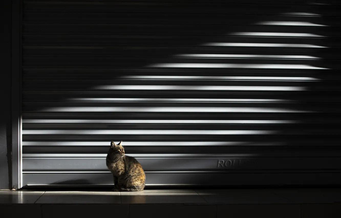 Photo wallpaper cat, light, light, cat, Nazim Trigger